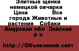 Элитные щенки немецкой овчарки › Цена ­ 30 000 - Все города Животные и растения » Собаки   . Амурская обл.,Зейский р-н